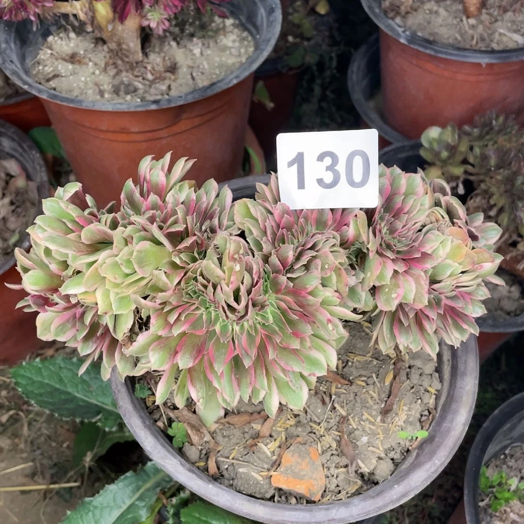 130号粉女巫整版最