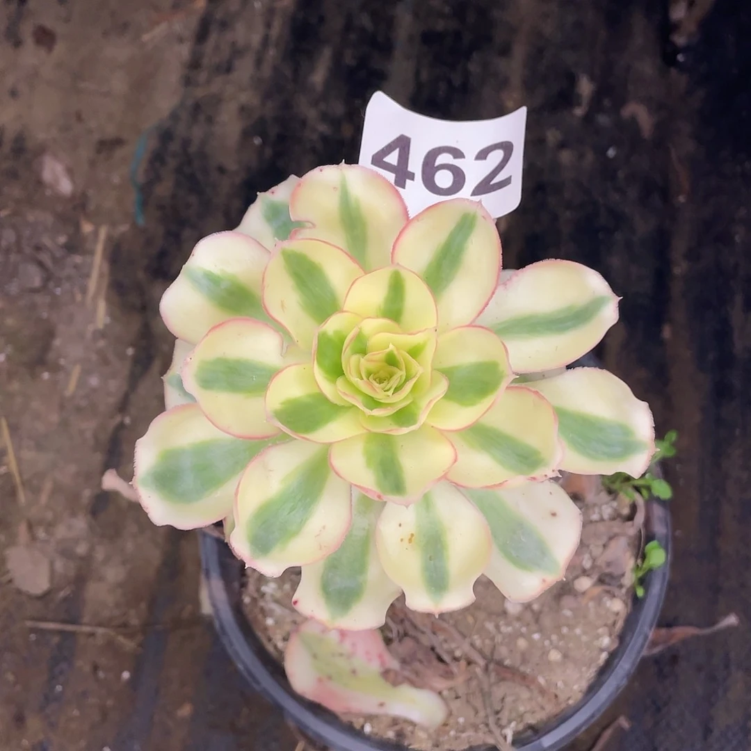 美*462号燕姿樱花见