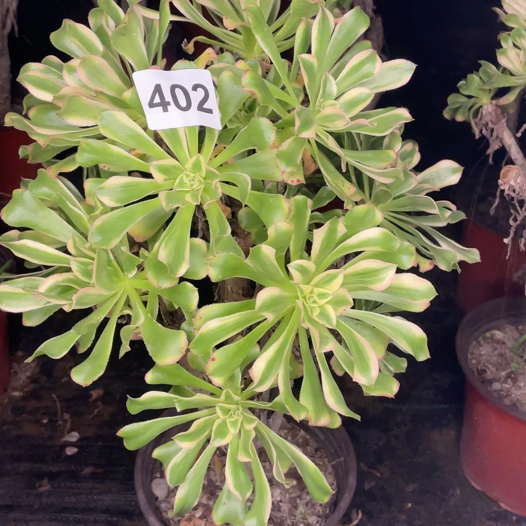 艳日伞402元只售不