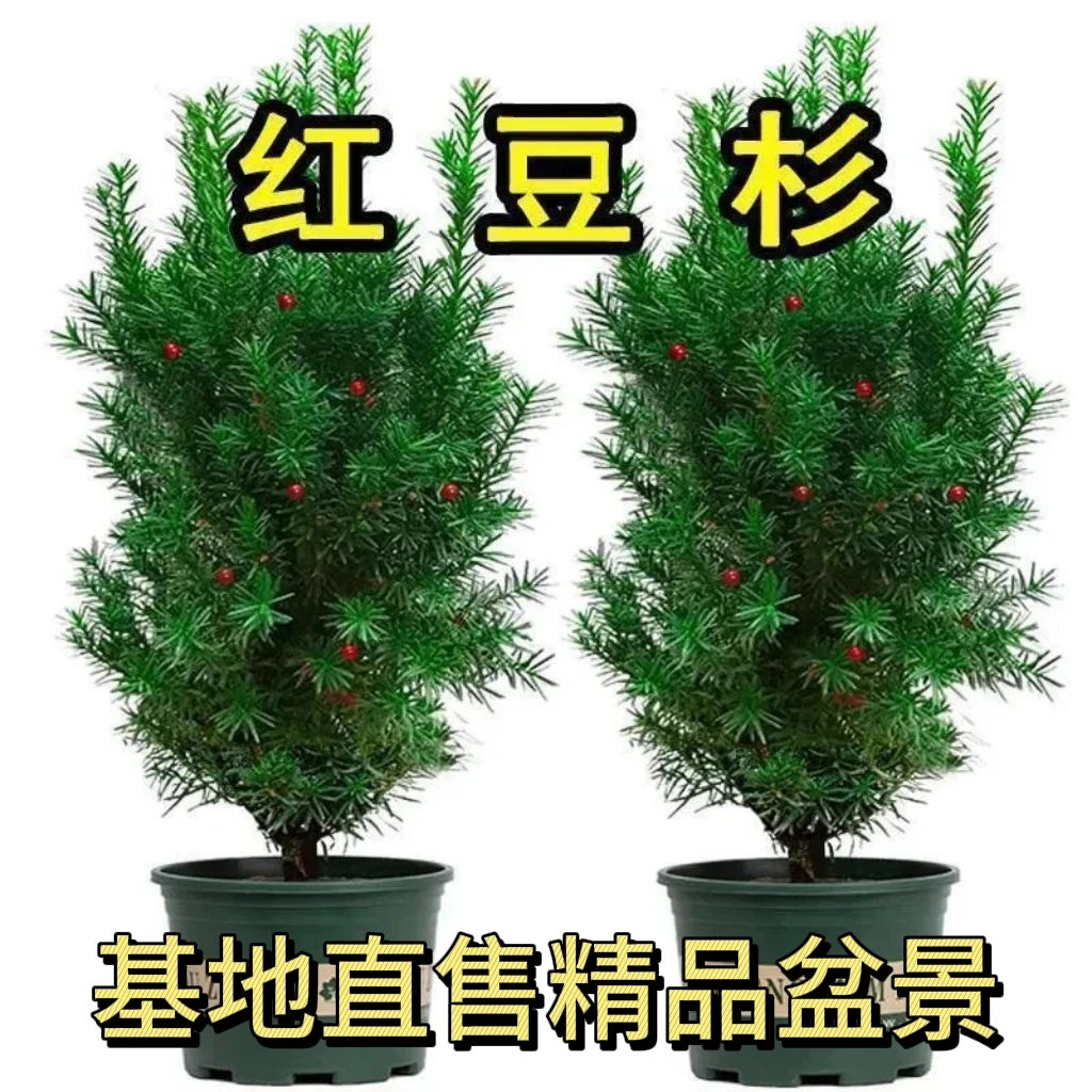 红豆杉树苗净化空气吸甲醛四季常青别墅庭院客厅阳台耐寒耐高温