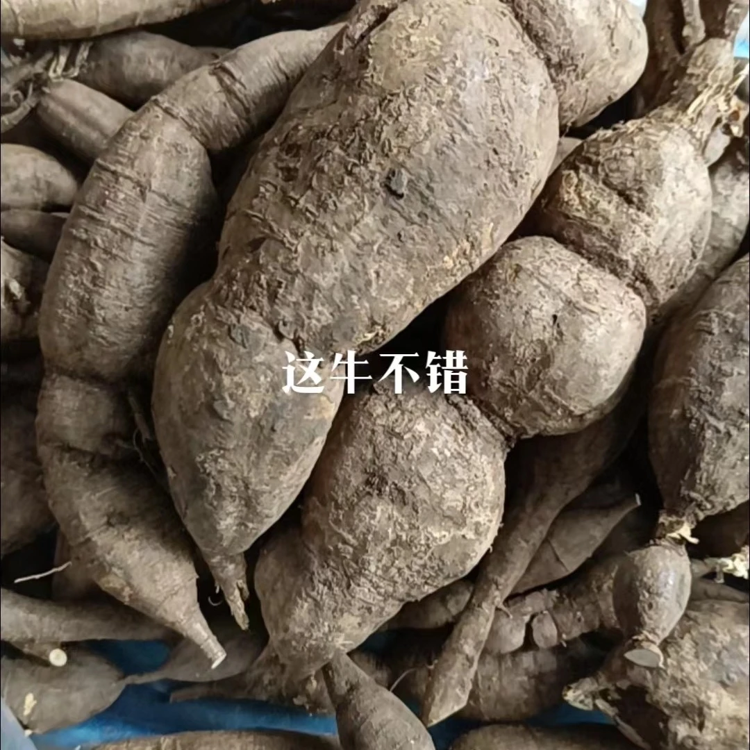 海仁野生甘草牛大力生货500g