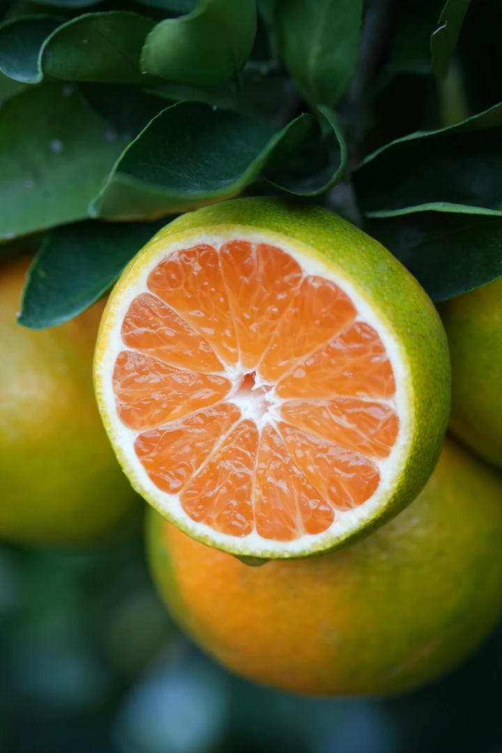 南漳特产峡口蜜橘，爽甜多汁，好吃