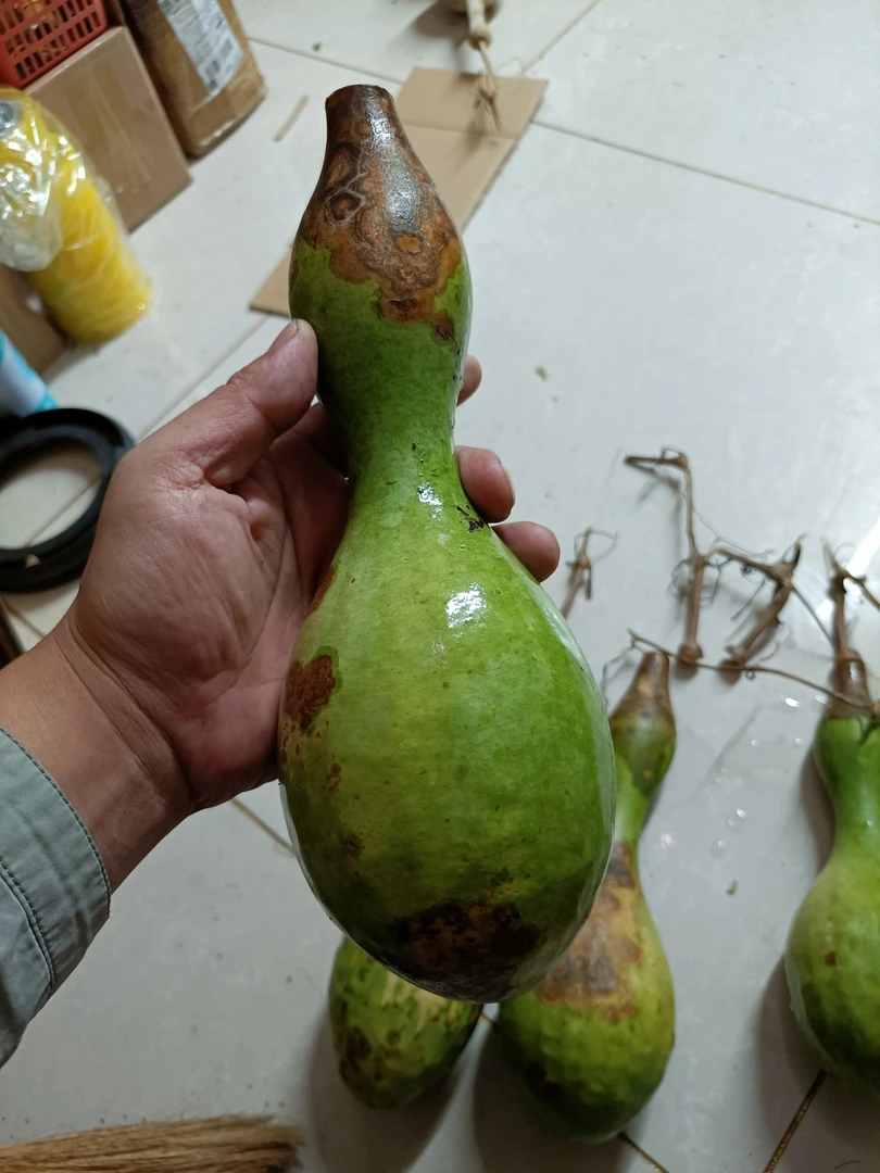 鹤首亚腰蚂蚁4粒种子包邮新做酒葫芦高度35厘米左右