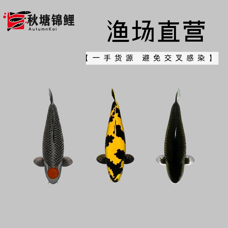 19-22cm观赏锦鲤精品红白三色冷水淡水金鱼耐活招财鱼苗