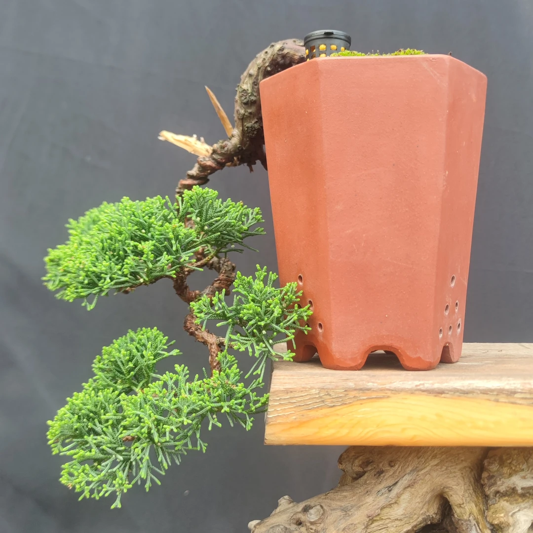 悬崖型济州真柏盆景