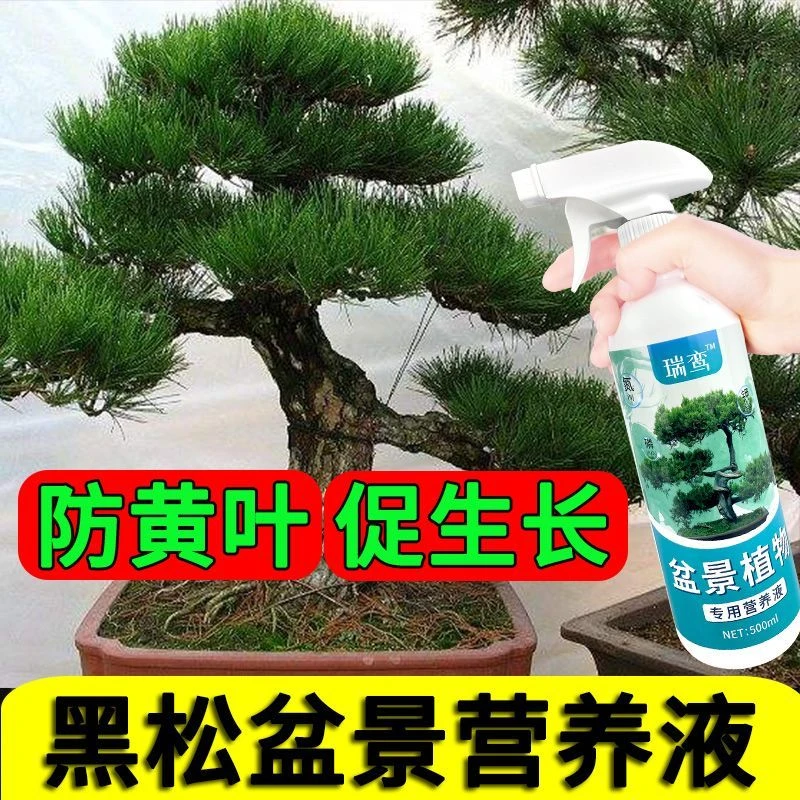 黑松专用肥盆景植物营养液黑松肥料防黄叶落叶免稀释有机液体花肥