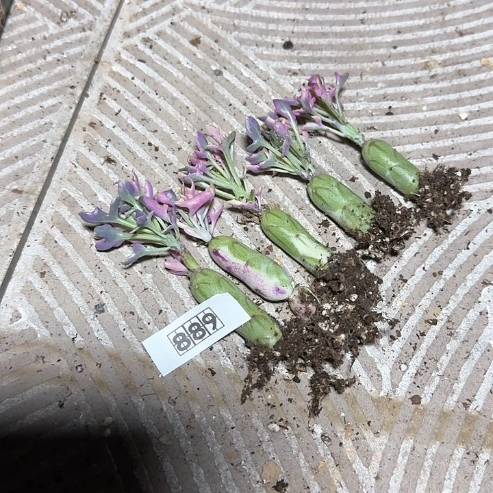 889七宝树锦脱土发货一个随机