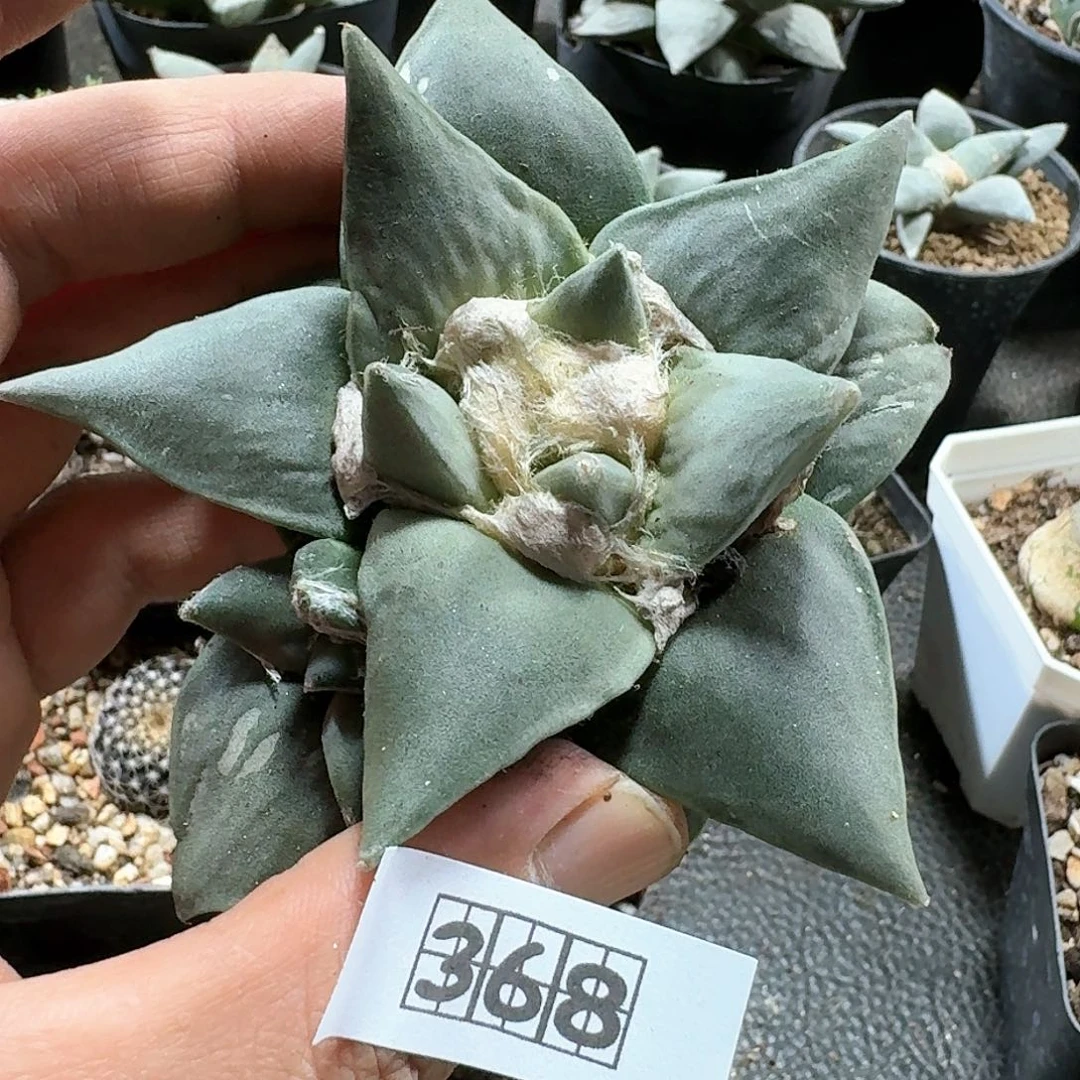 368三角牡丹脱土发货