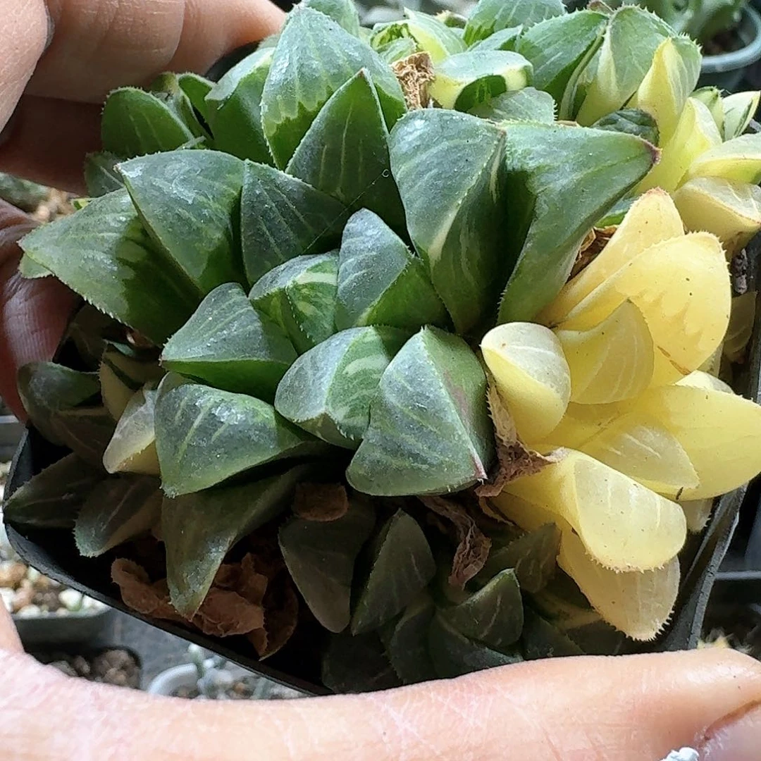 299姬寿锦带盆发货