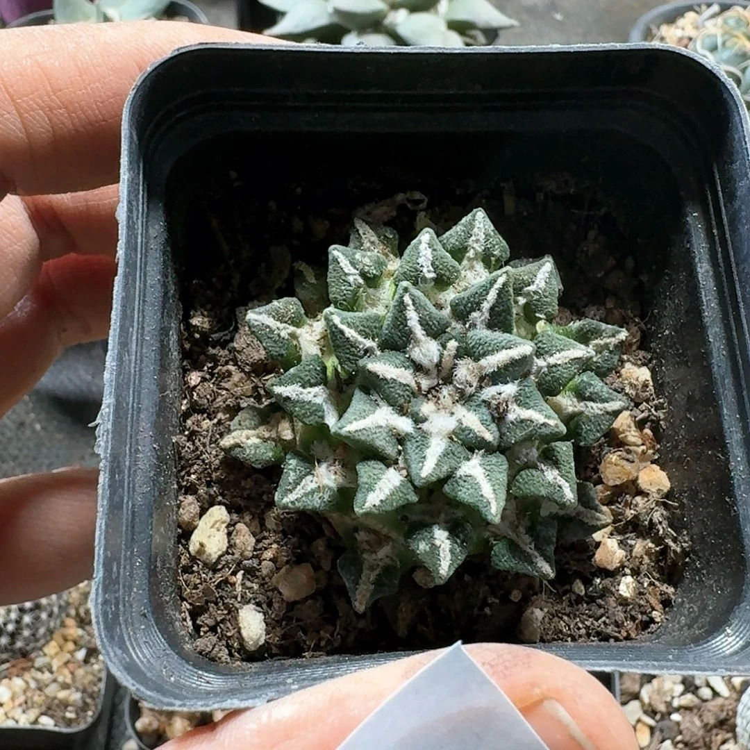 嘉*宜361黑牡丹自根带盆发货