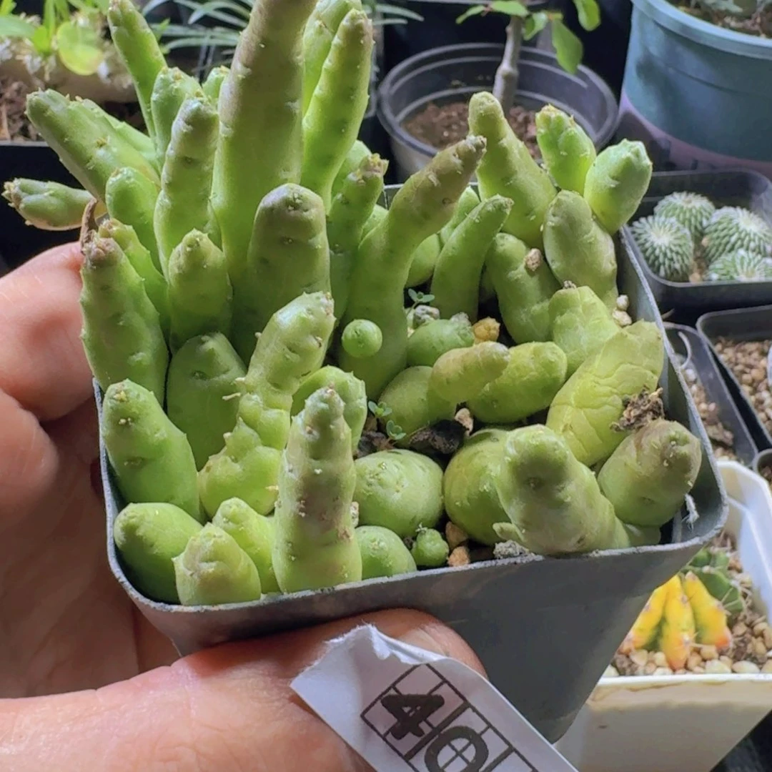 401姬笋角带盆发货
