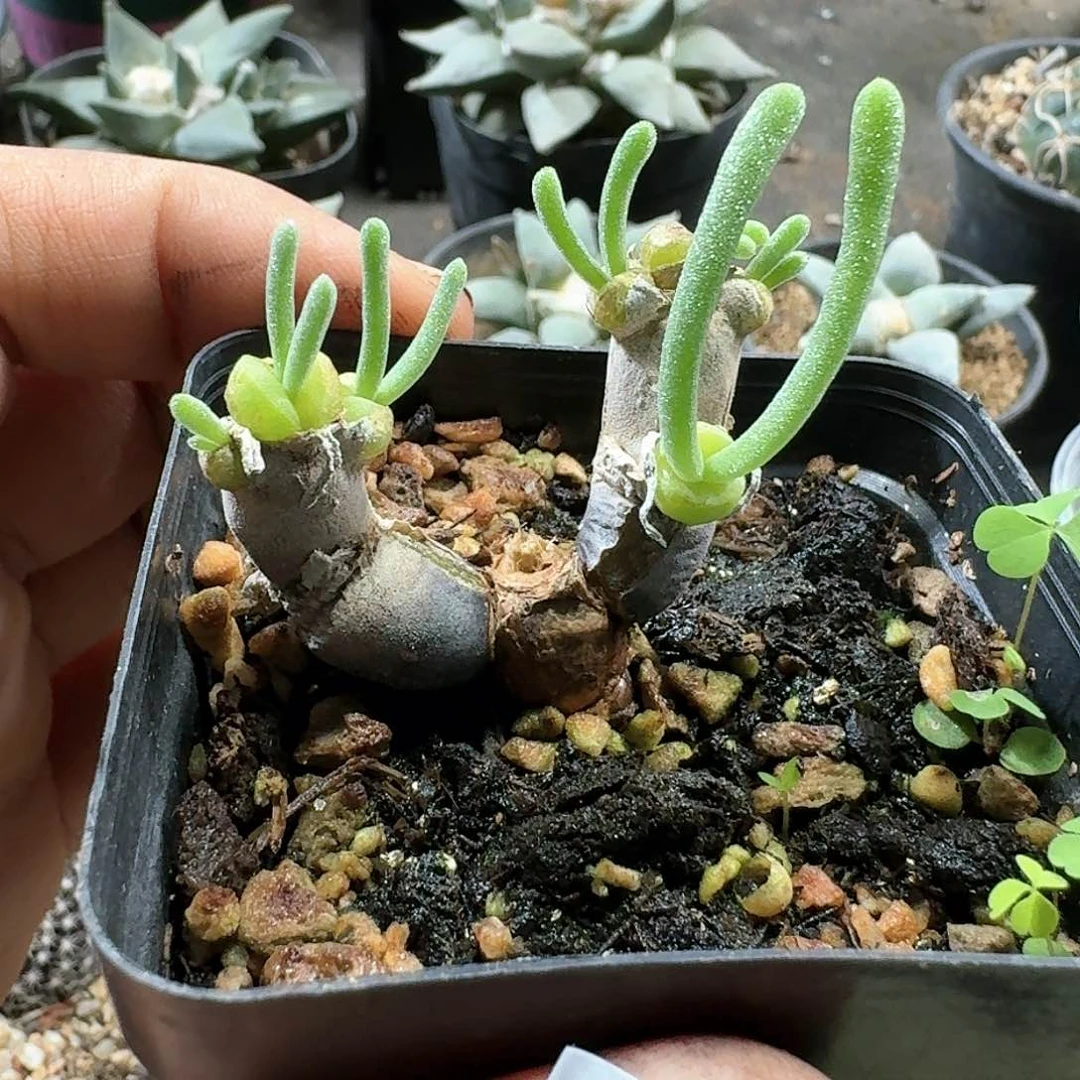 363碧光环脱土发货