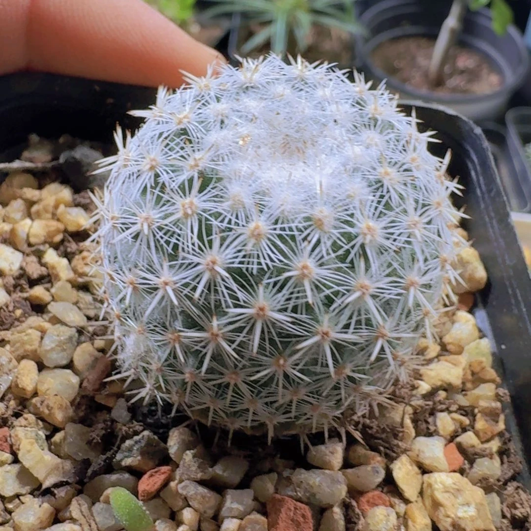 461希望丸脱土发货