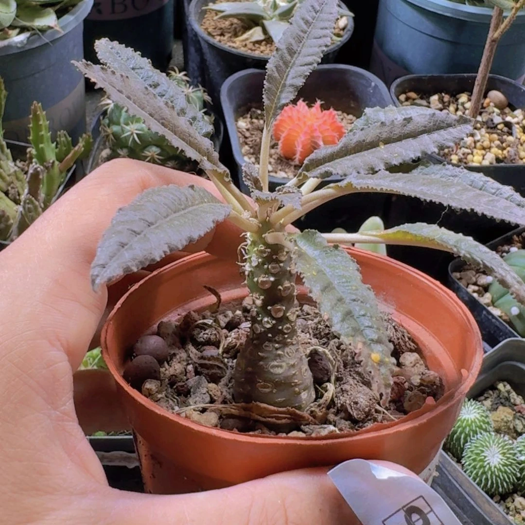 90琉桑带盆发货包邮