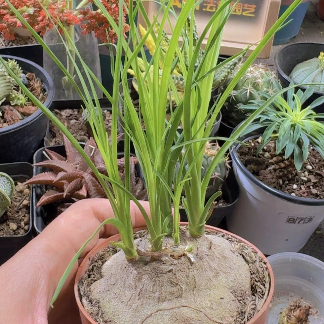 梵*215酒瓶兰带盆发货