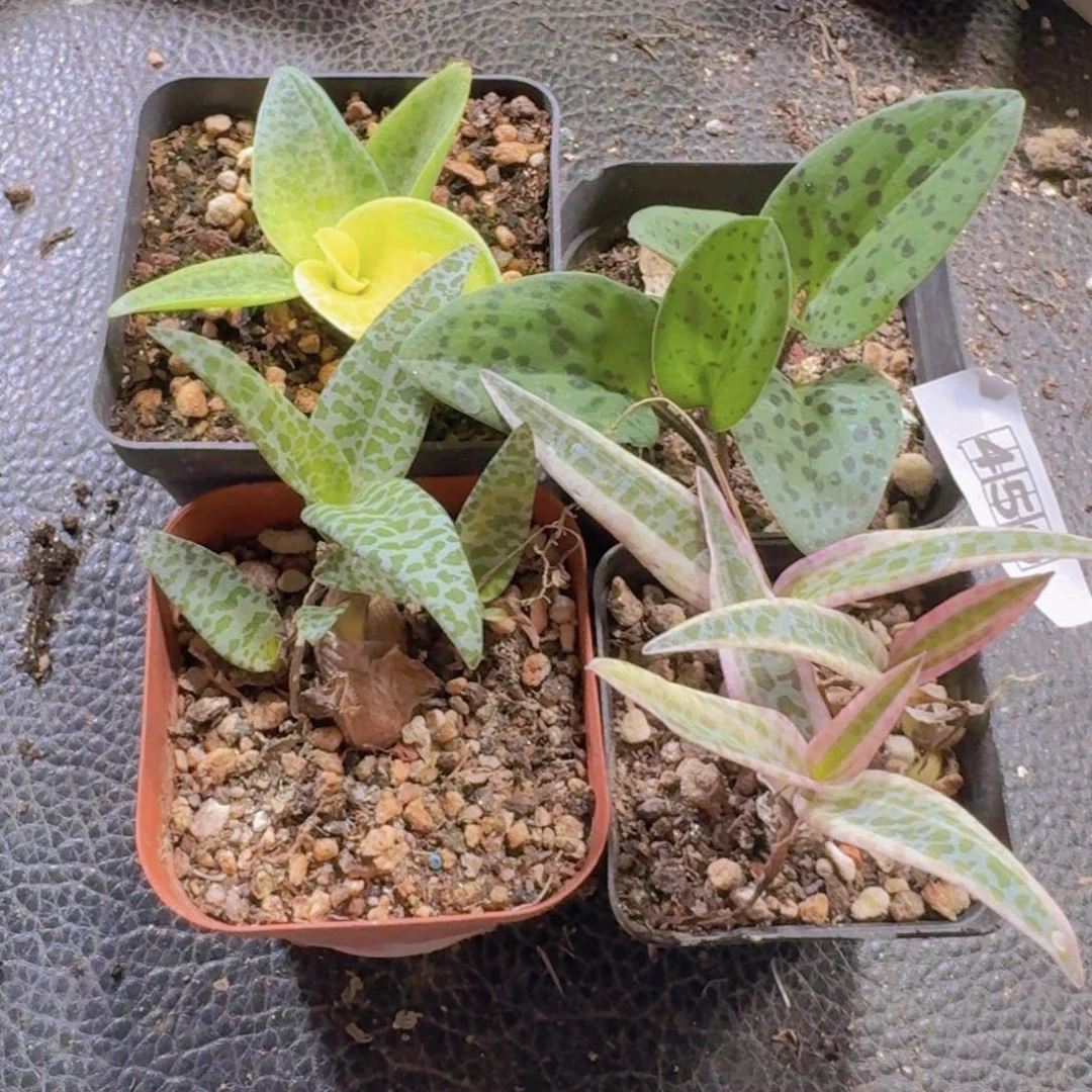450油点百合4株一份脱土发货