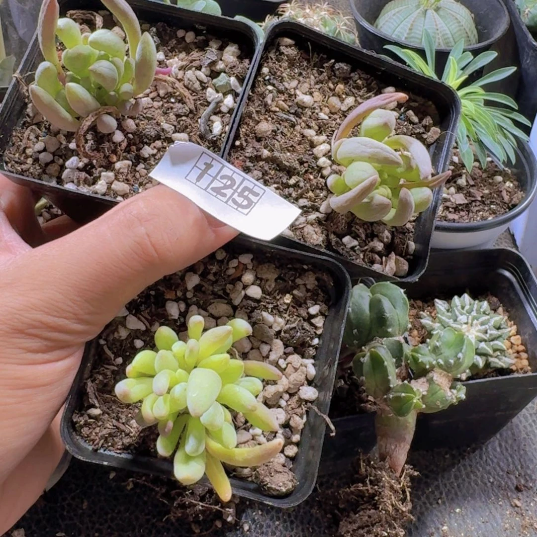 125卡拉菲厚敦菊带盆发货一个随机