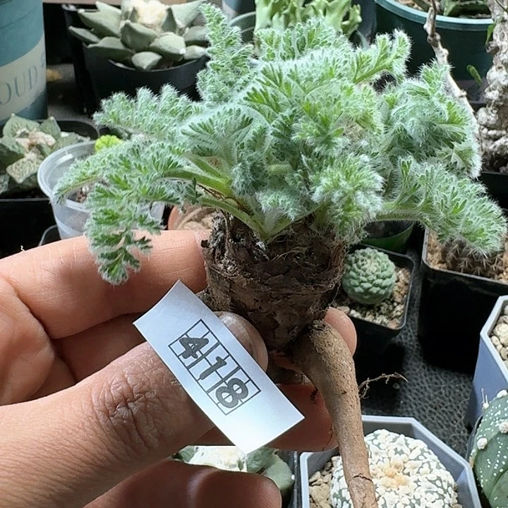 418羽叶洋葵脱土