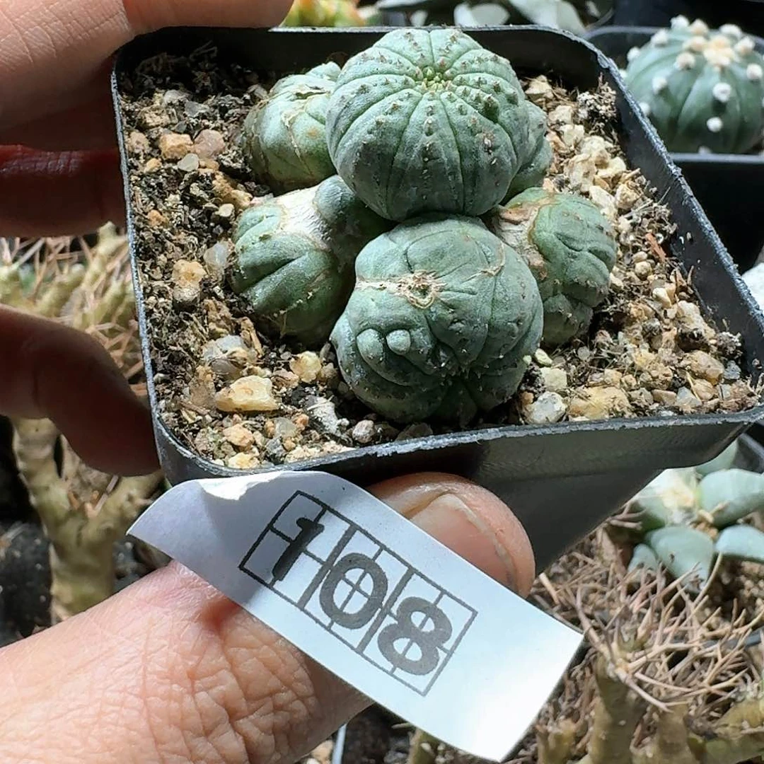 108布纹球脱土发货