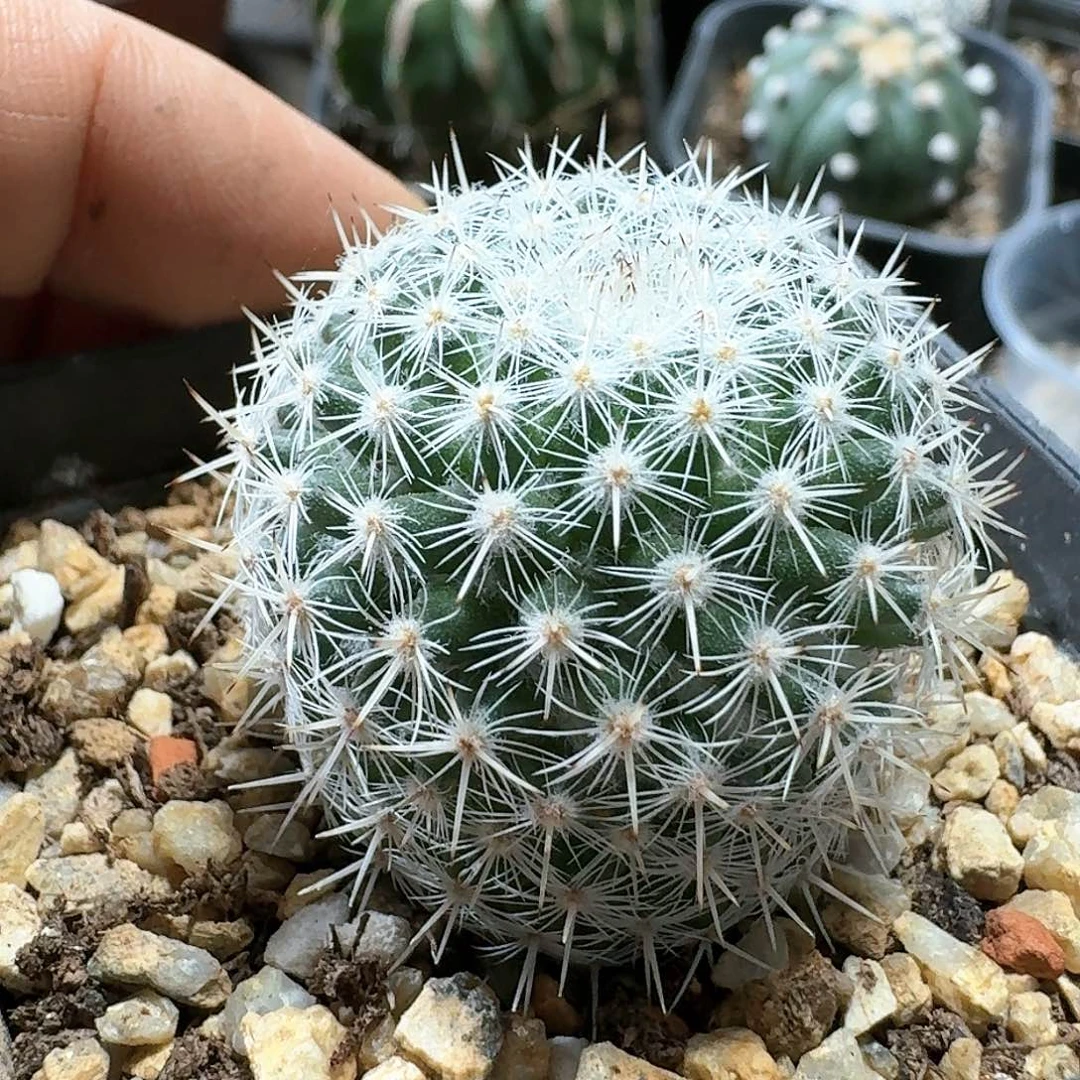 77希望丸脱土发货