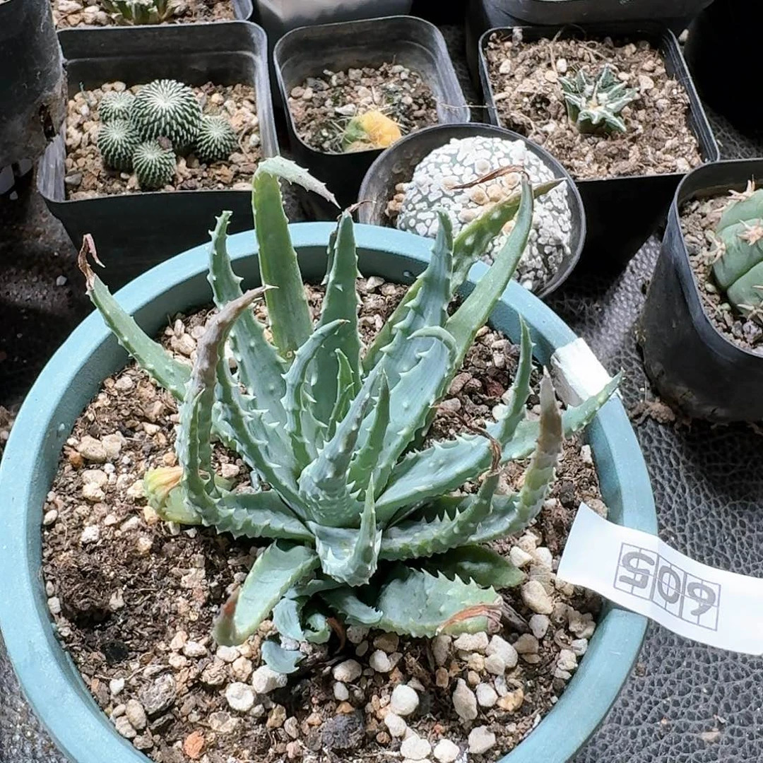 605帝王卷芦荟脱土发货