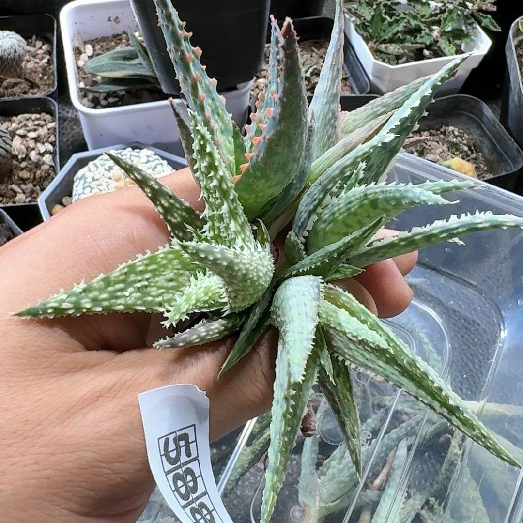588园艺芦荟一盒脱土
