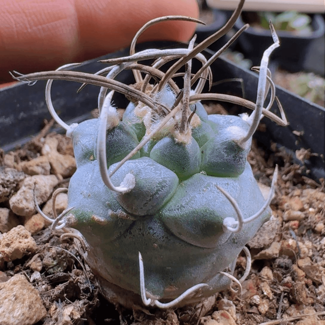 879升云龙脱土发货