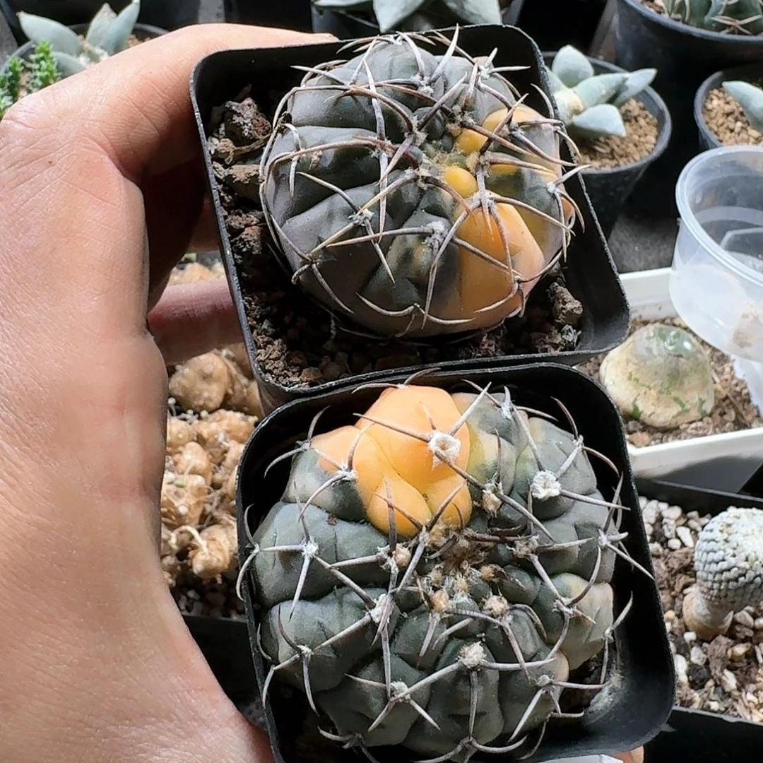 怡*鱼367三刺玉锦2个一份带盆发货