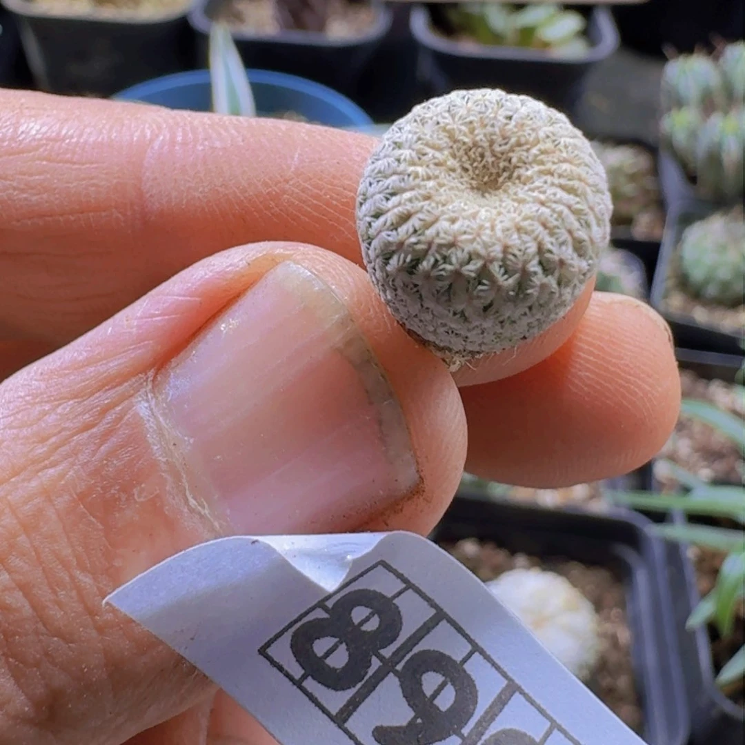 890月世界脱土发货