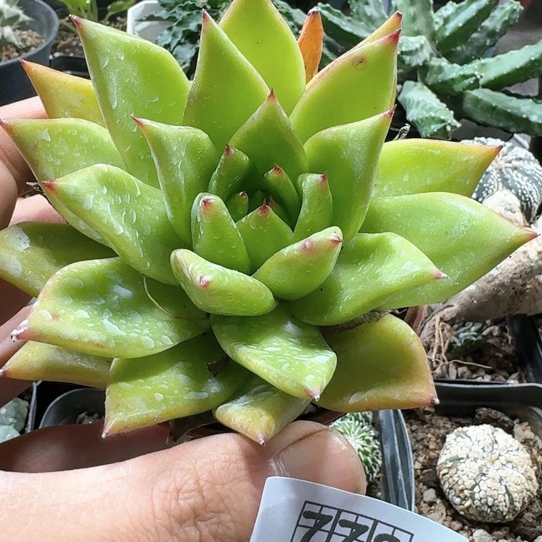 778口红脱土发货