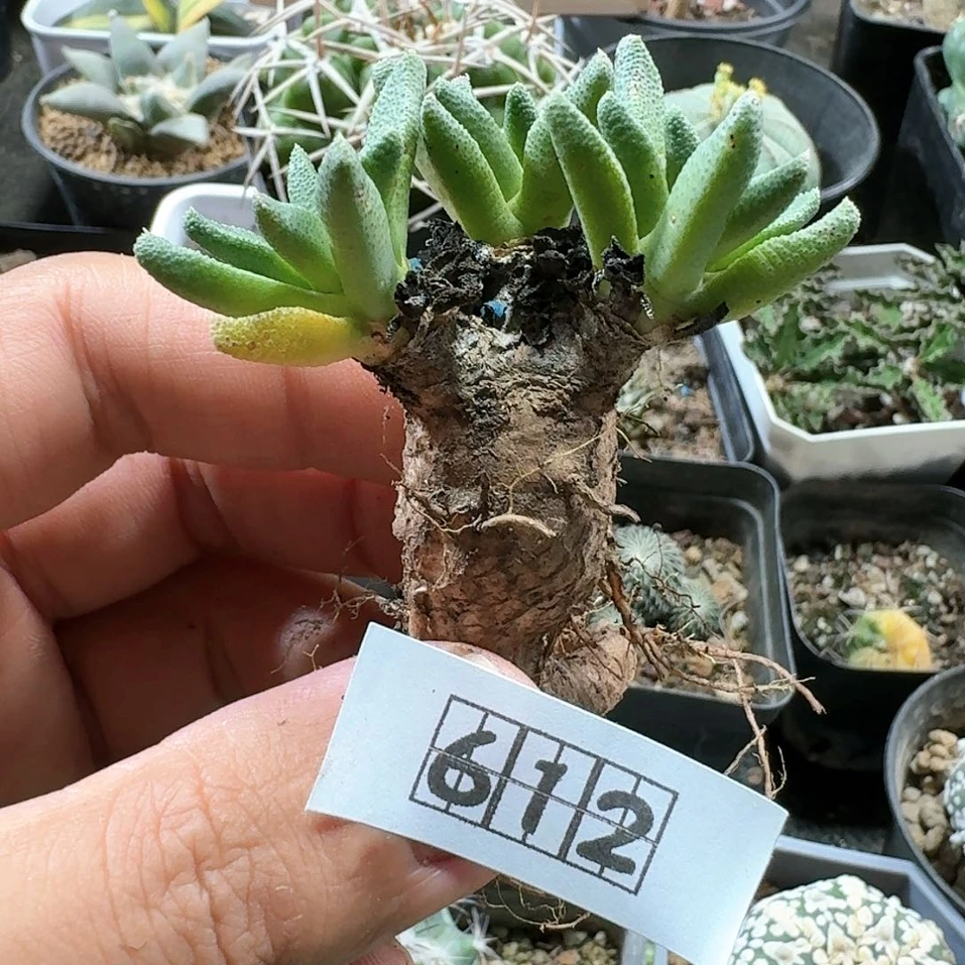 612块根人鱼脱土发货