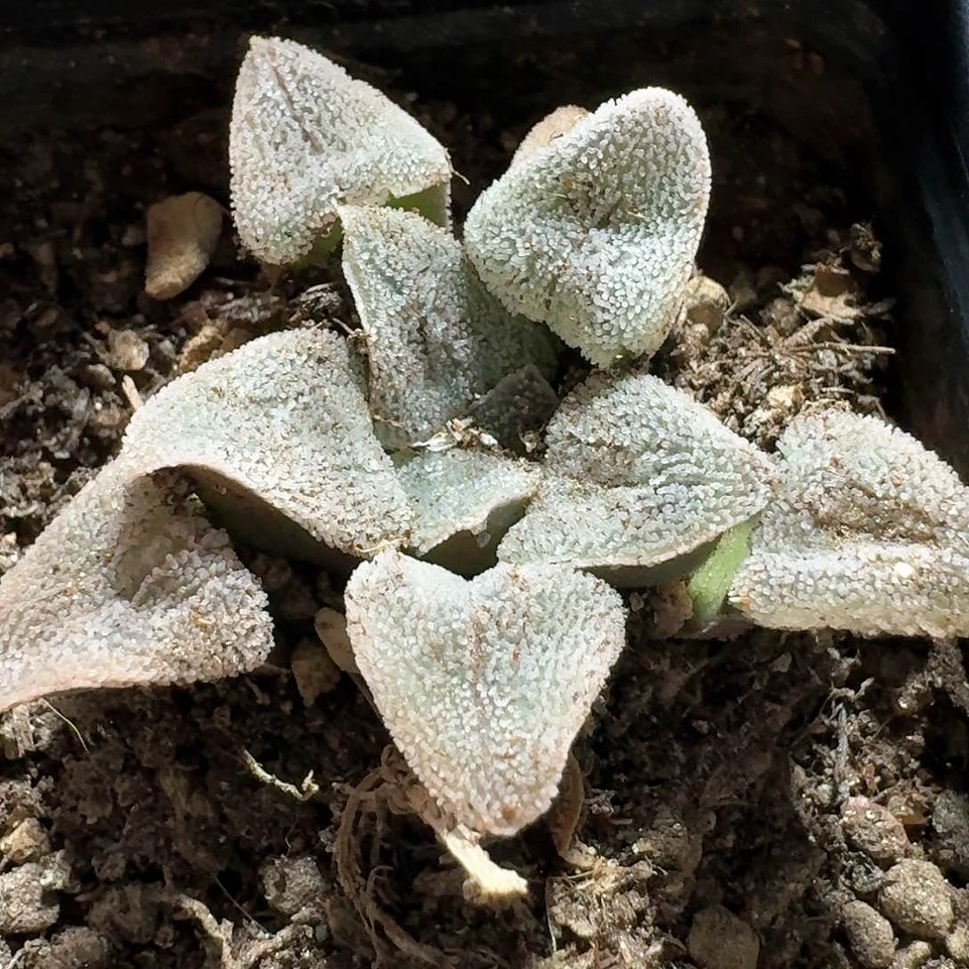 609雪姬寿脱土发货