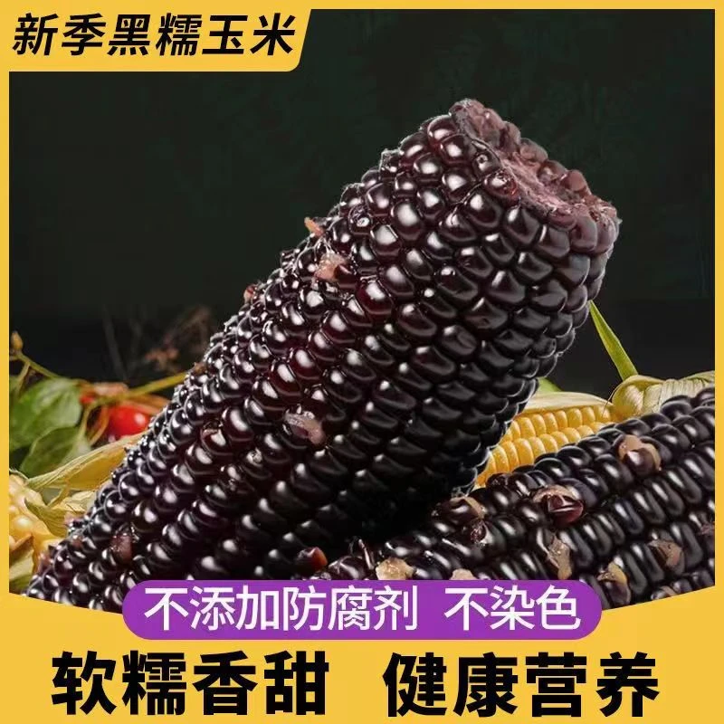 东北鲜香黑糯玉米均重280g/支试吃两只软糯一箱10支6斤A