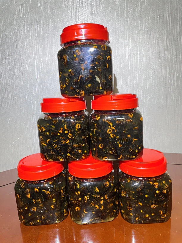 高山—金环虎头蜂