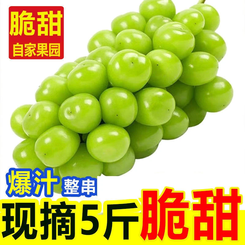【超甜】阳光玫瑰葡萄新鲜水果晴王葡萄提子青提水果批发包邮