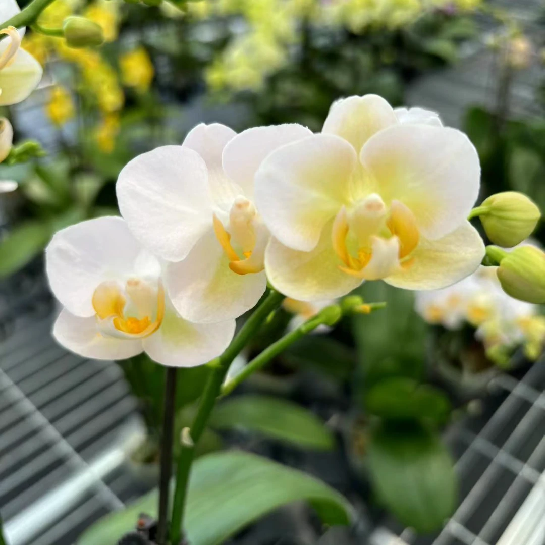 花小哥蝴蝶兰【勃艮第】室内高端花卉基地直发