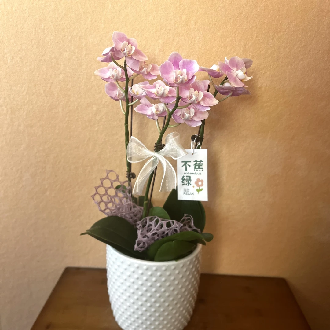 蝴蝶兰【优雅】室内  绿植 开花 无花苞