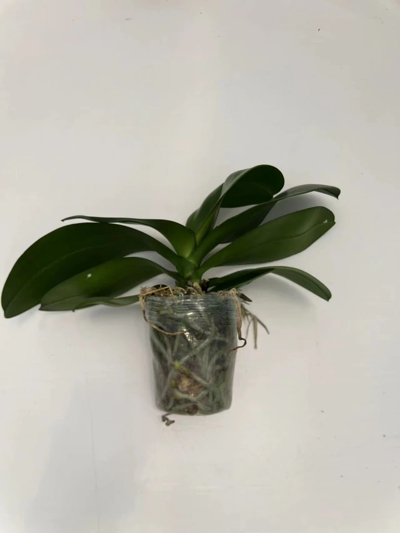 花后苗（随机发货）