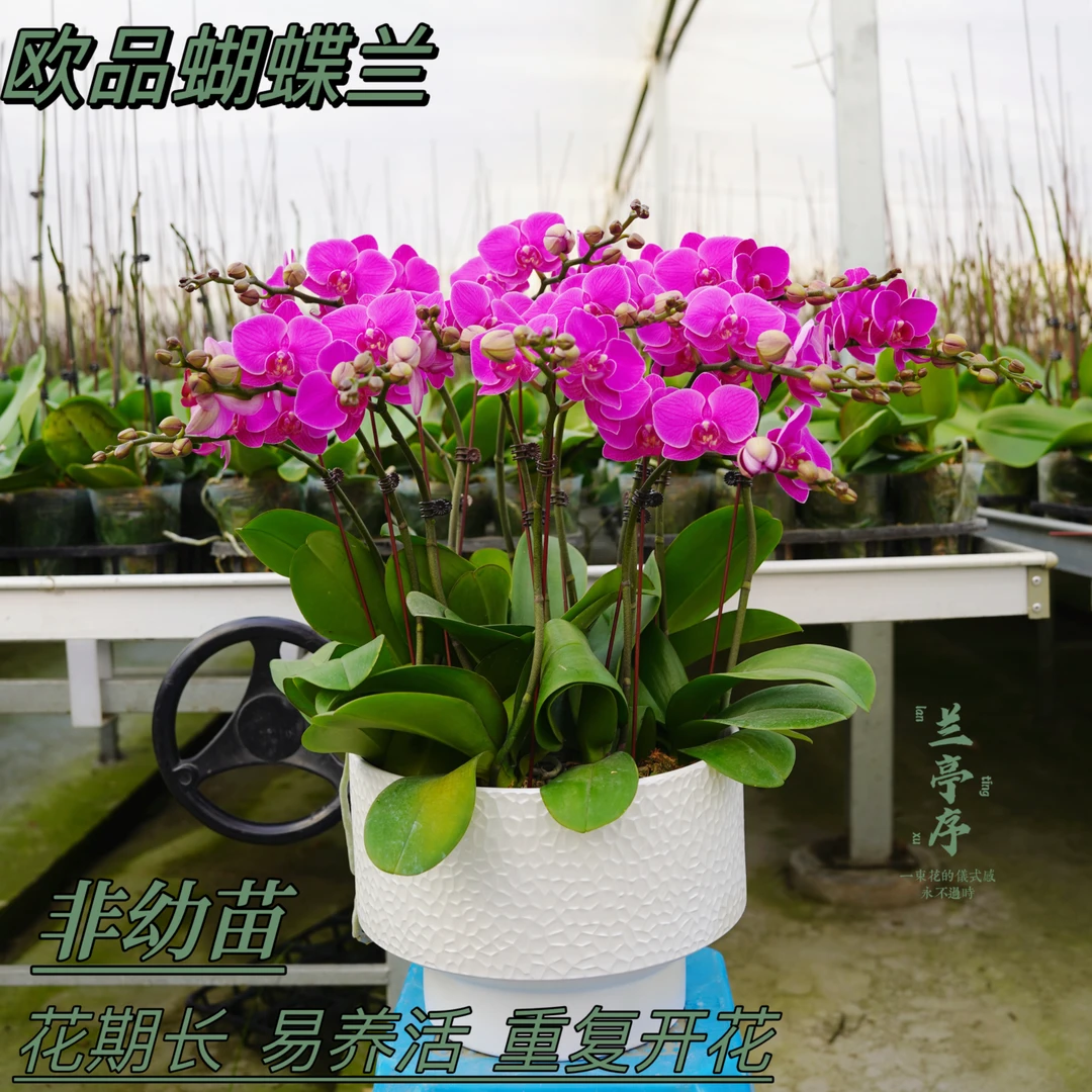 欧品【福星】蝴蝶兰 培养 鲜花开花  养活 养活  植株 合适室内生长