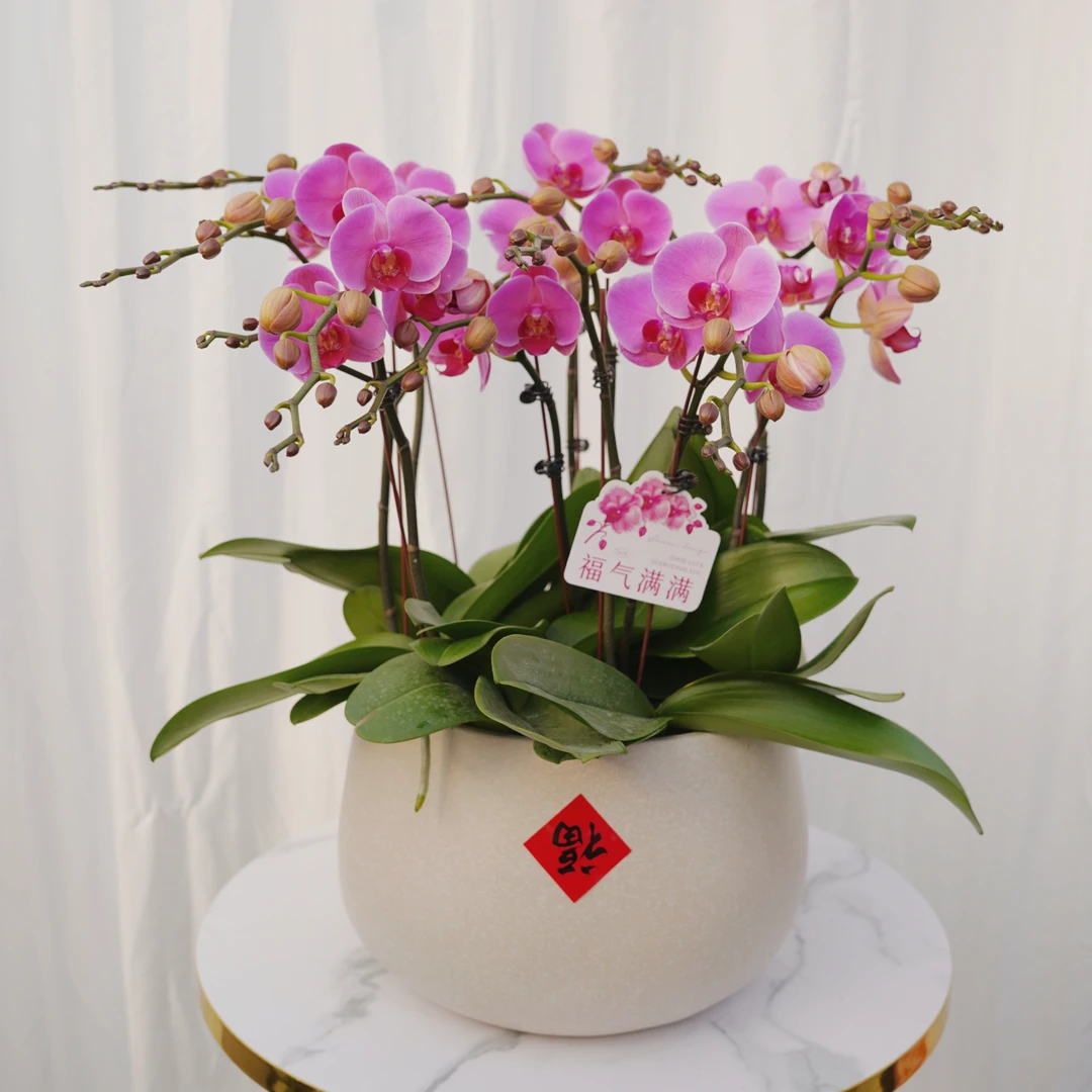 【水晶之恋】复古色欧品蝴蝶兰 植株 客厅 阳台 卧室 观赏花卉 养护