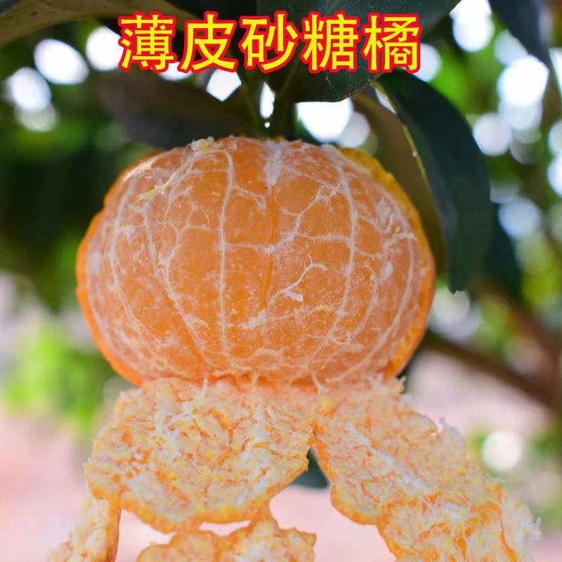 正宗广西沙糖桔树苗薄皮砂糖橘子苗纯甜桔橘子苗无籽无核桔子树苗