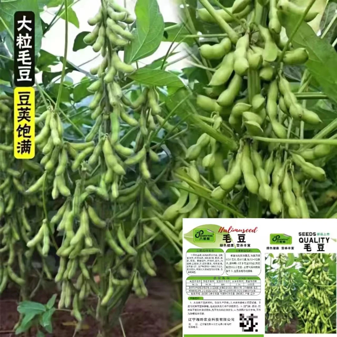 菜毛豆种籽早熟大荚毛豆种子高产四季青黄豆鲜食菜豆春季蔬菜种子
