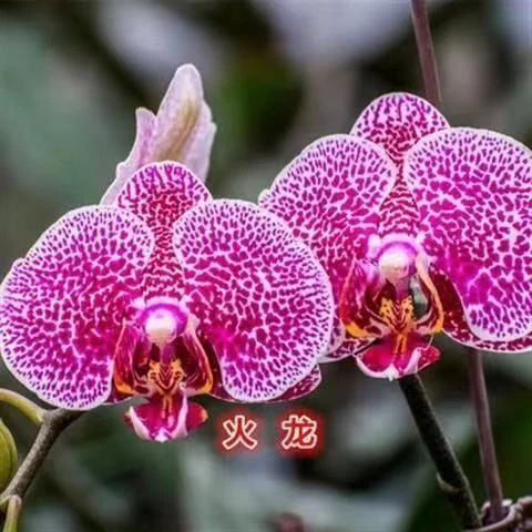 易种活 蝴蝶兰种子当年开花阳台盆栽室内花种子四季播种植物种子