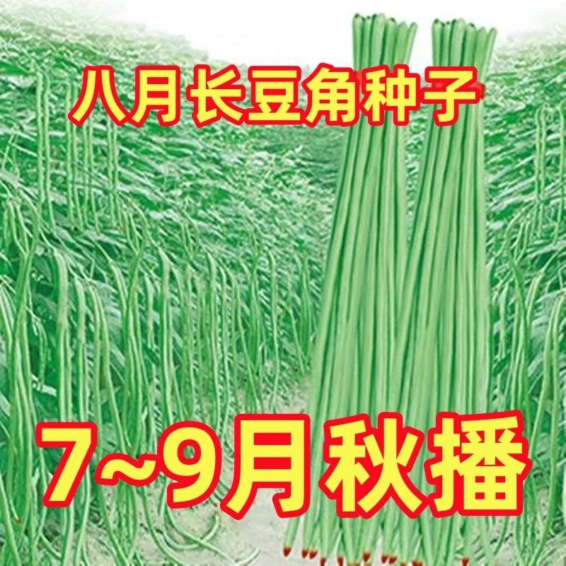 干枝梅特长豆角种子无筋高产早熟豇豆豆角籽秋季庭院易种蔬菜种子