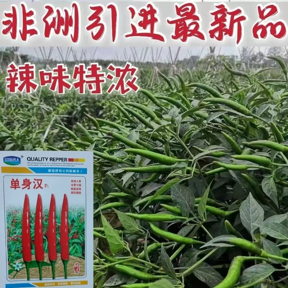 朝天辣椒种子抗病小米辣椒种籽超辣进口单生贵族盆栽四季高产蔬菜