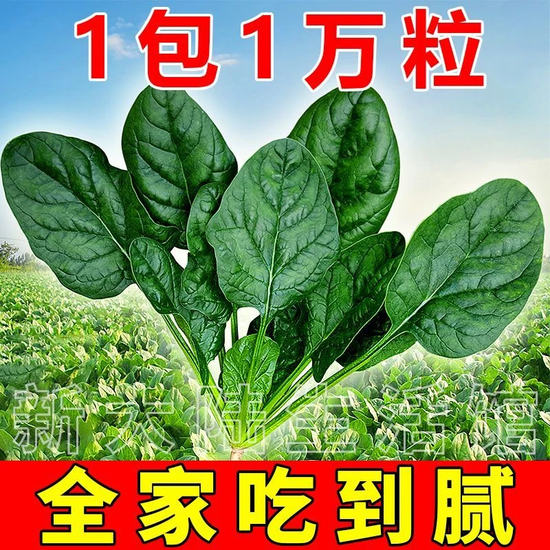 【1包1万粒】大叶菠菜种子高产量四季超耐热夏播波菜籽子蔬菜种子