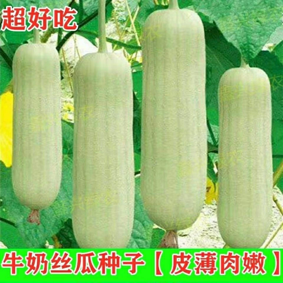牛奶二号丝瓜种子种籽早熟高产菜种四季春季秋季蔬菜孑新品种蔬莱