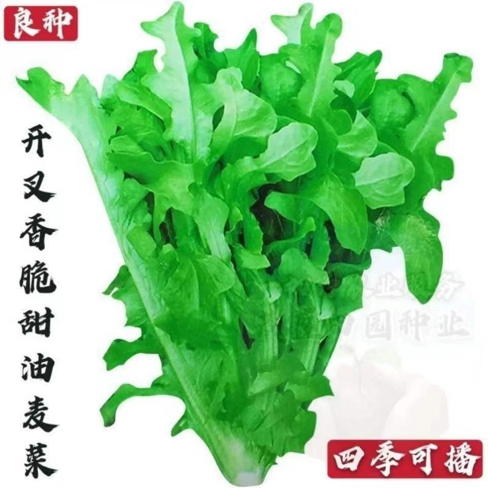 甜油麦菜种子花叶丫开甜唛菜籽四季无斑阳台盆栽农家庭院蔬菜种子