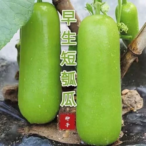 清香短瓠瓜种子短蒲瓜种籽甜瓠子瓜菜葫芦短棒农家阳台四季蔬菜种