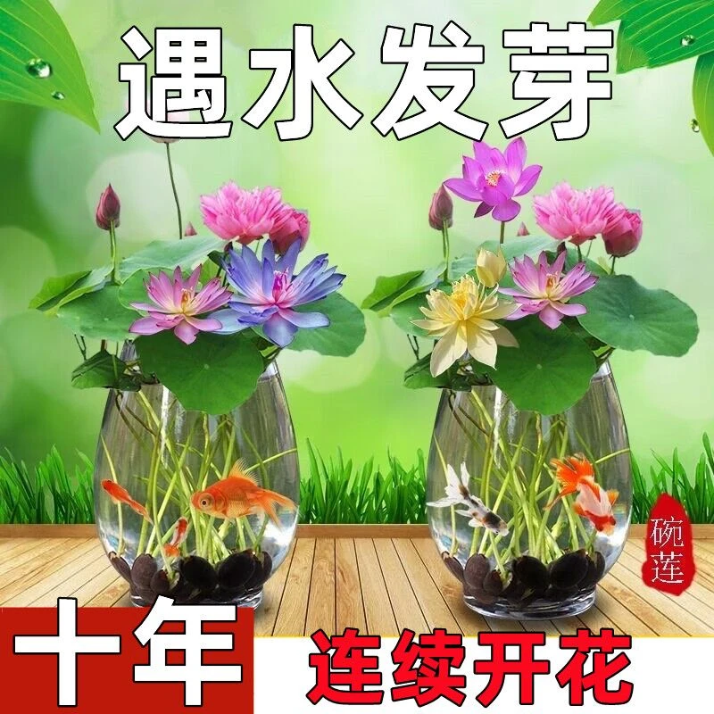 沾水发芽四季开花碗莲种水培水养绿植睡莲荷花无土盆栽特色花卉